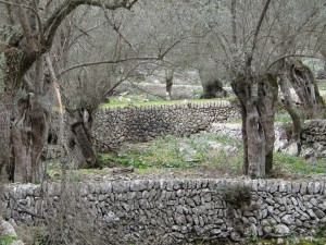 IMG_4568 (Medium)